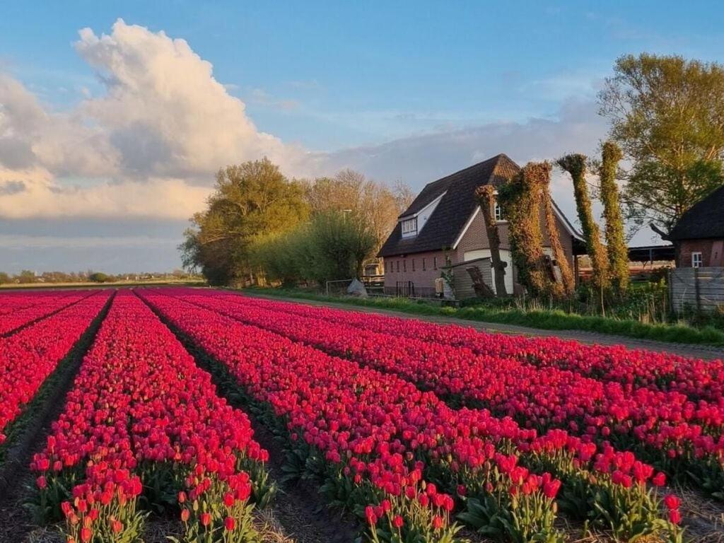 een veld met rode tulpen voor een huis bij Landelijk leven in 't Zand