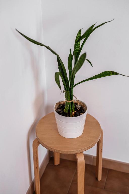 a potted plant sitting on a wooden table at Acquaterra in Polignano a Mare