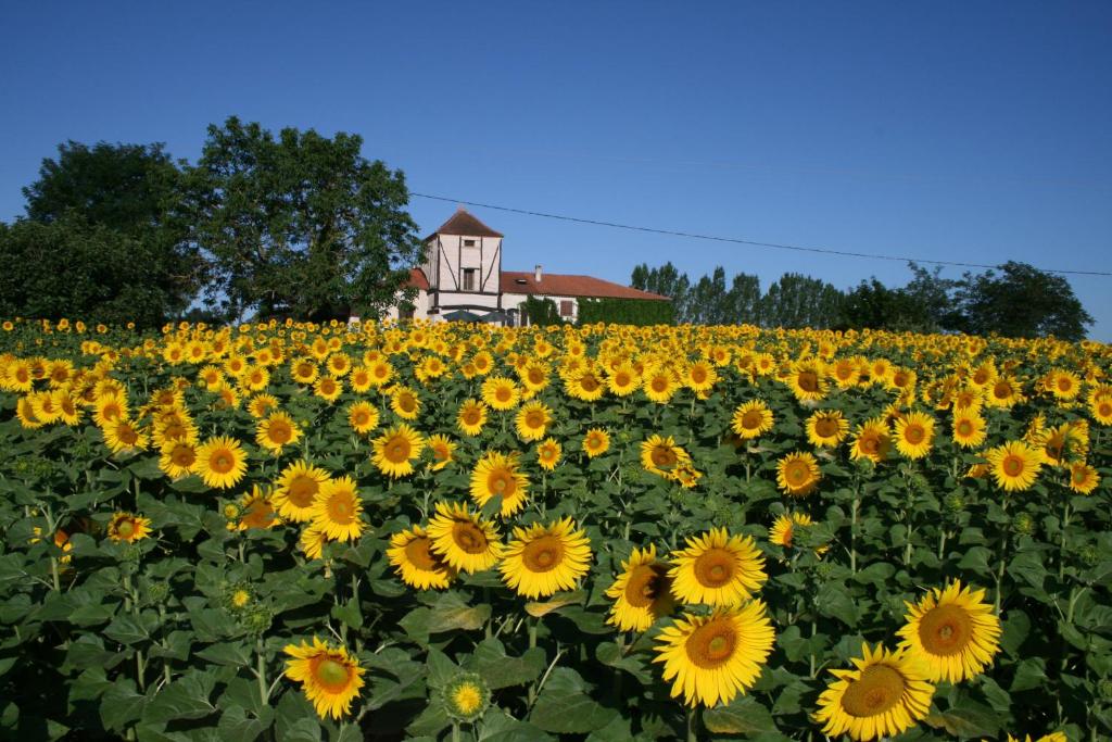 a field of sunflowers with a house in the background at Chambres Rozies Dunes in Dunes