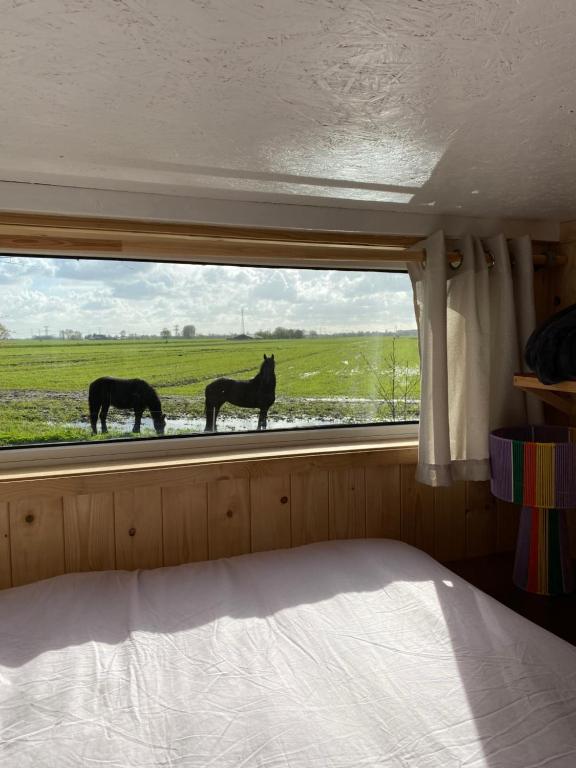 een slaapkamer met drie paarden in een raam bij Tiny house Smûk in Tietjerk