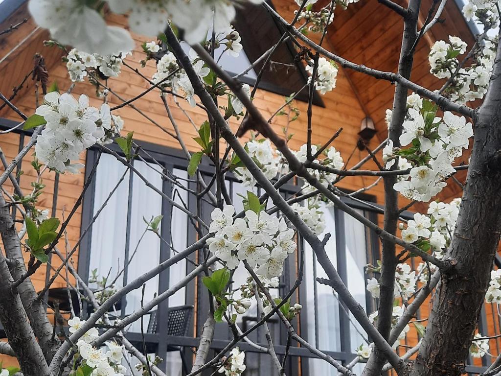 Zahrada ubytování Cottage THORI Stephantsminda,Achkhoti