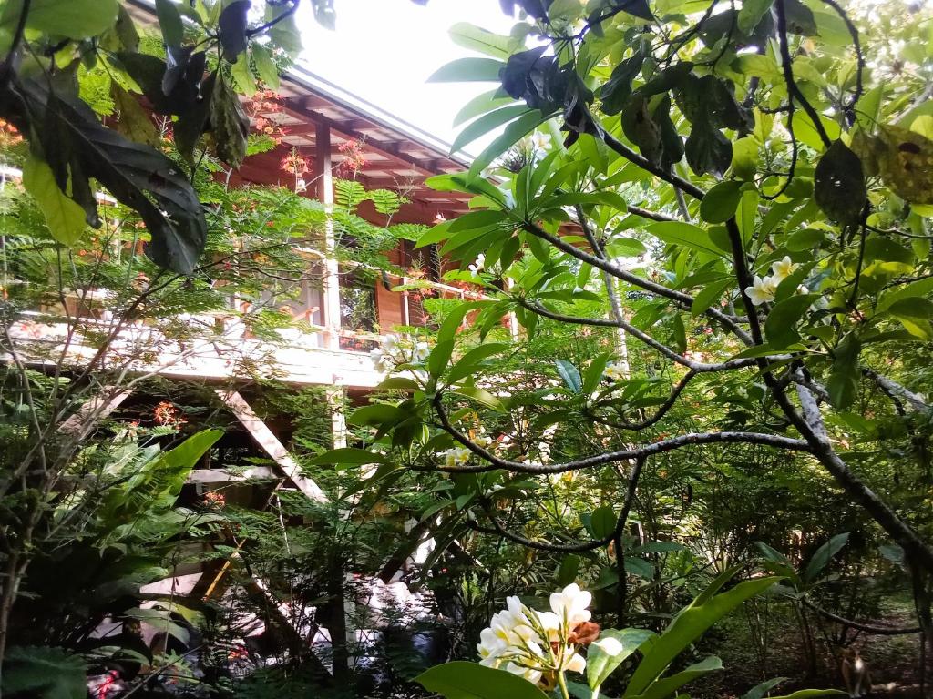 ein Haus durch die Blätter eines Baumes in der Unterkunft Sanpopo Tree Top Cottage - A Gold Standard Tourism Approved Vacation Home in San Ignacio