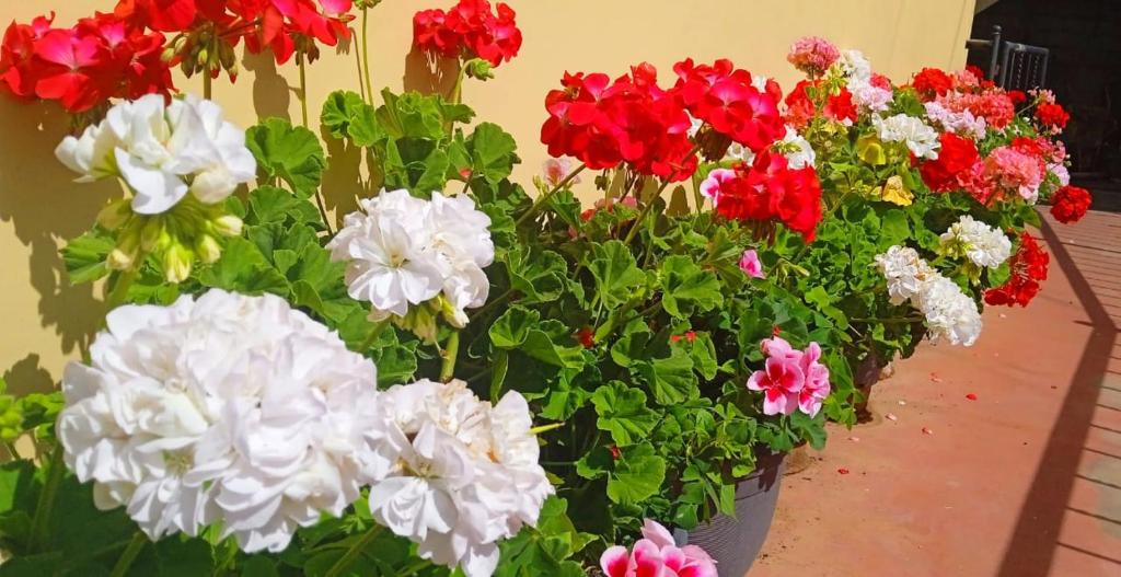 Giardino di Shevyhaws