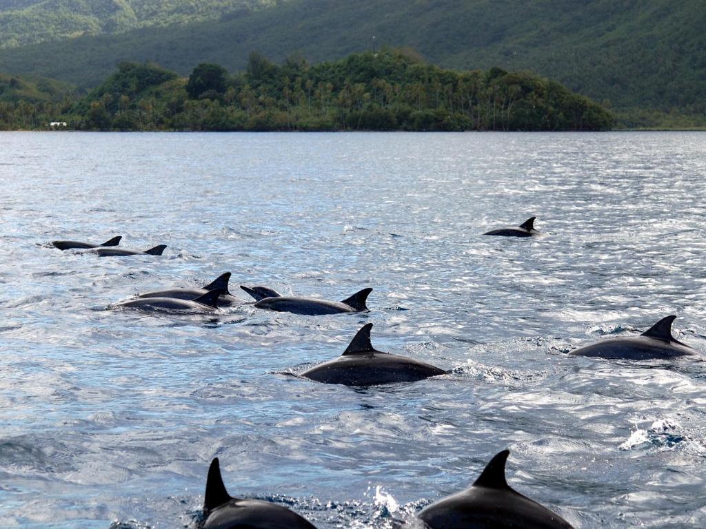 a group of dolphins swimming in the water at Hôtel Atiapiti in Opoa