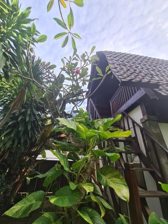 a building with a tree in front of it at One Love Homestay in Jimbaran