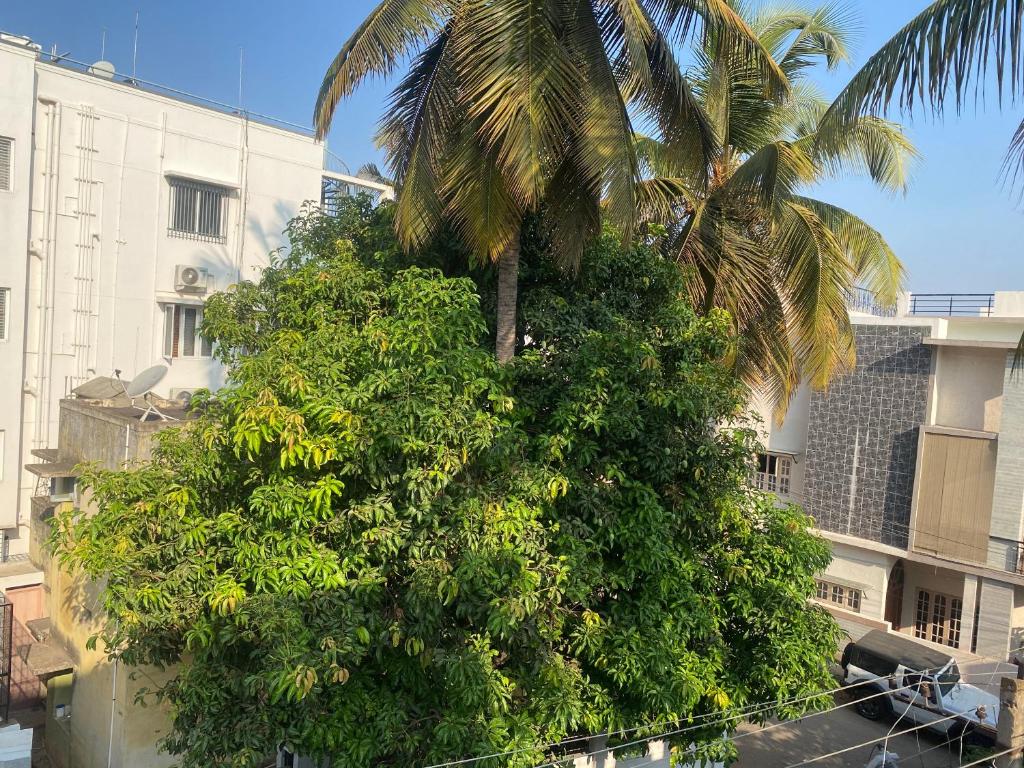 a palm tree in front of a building at North Star Home Stay Mysore in Mysore