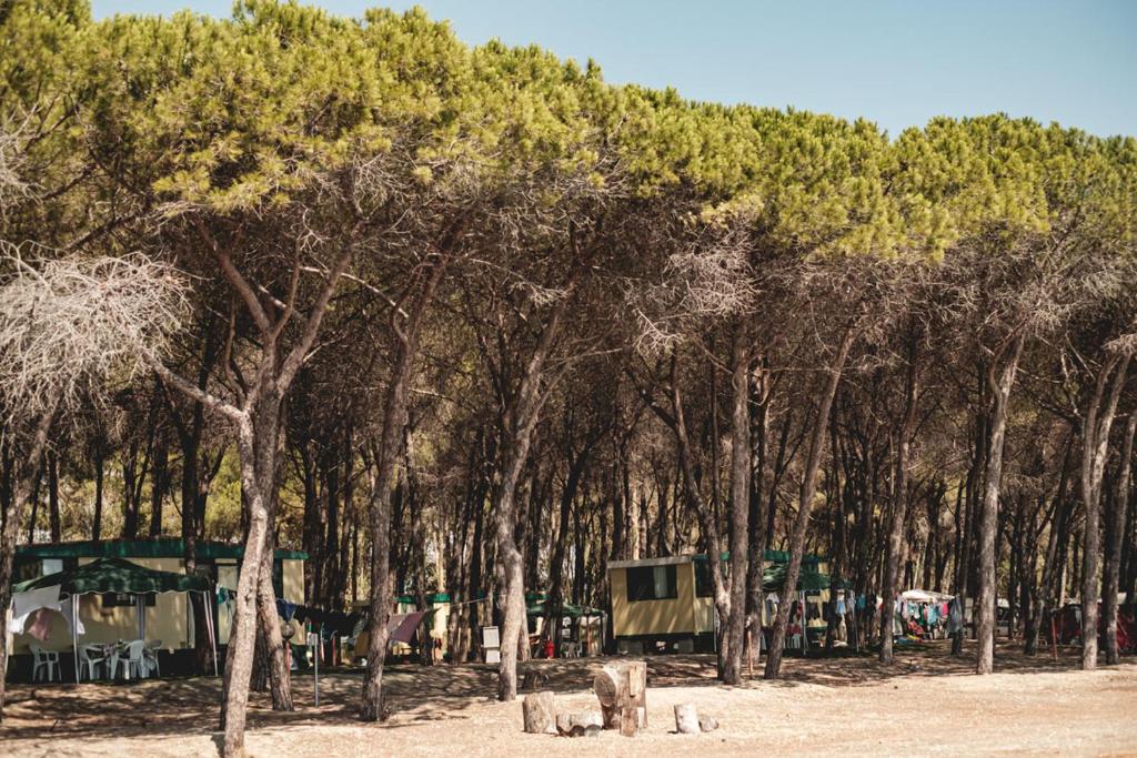 Camping Cammello Grigio - Bungalow