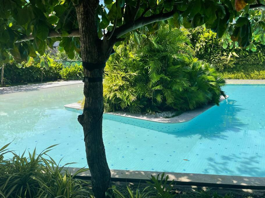 a tree next to a blue swimming pool at Ma Roberta - Tambuli Resort with fast Wifi 16 Floor Studio Type in Lapu Lapu City