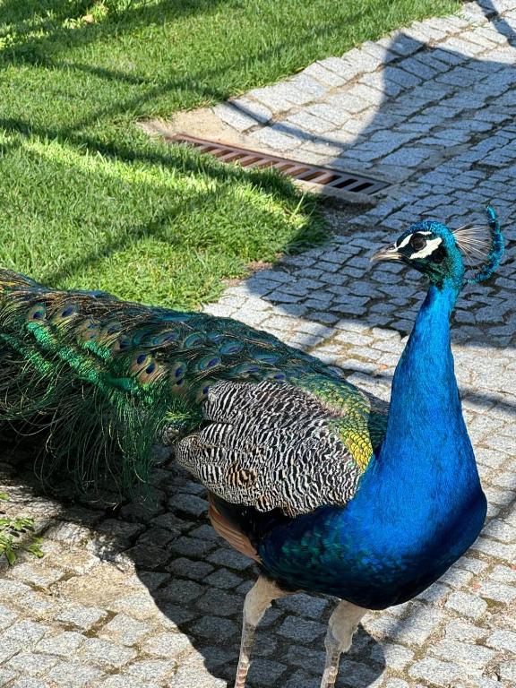 Apartamento com boa luz e localização em Lisboa. في لشبونة: طاووس يقف على ممشى من الطوب
