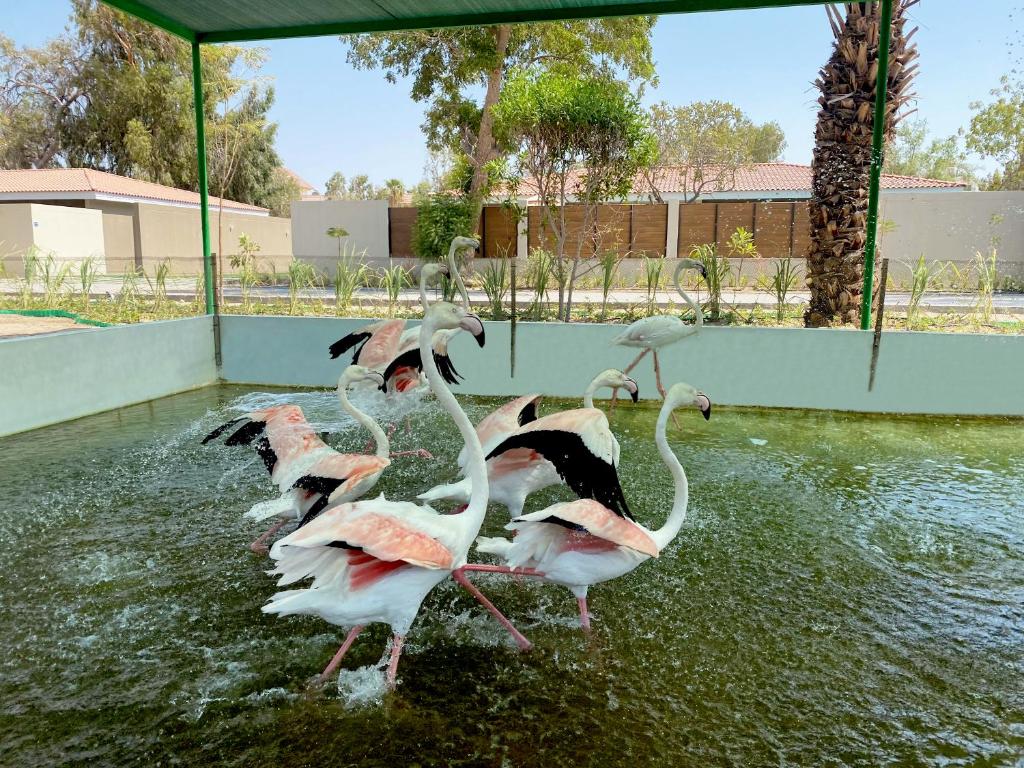 a group of flamingos walking in the water at Flamingo Cottages in Manama