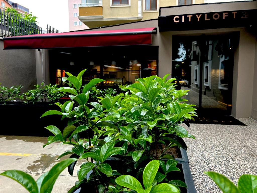 un grupo de plantas verdes frente a una tienda en Cityloft 36, en Estambul