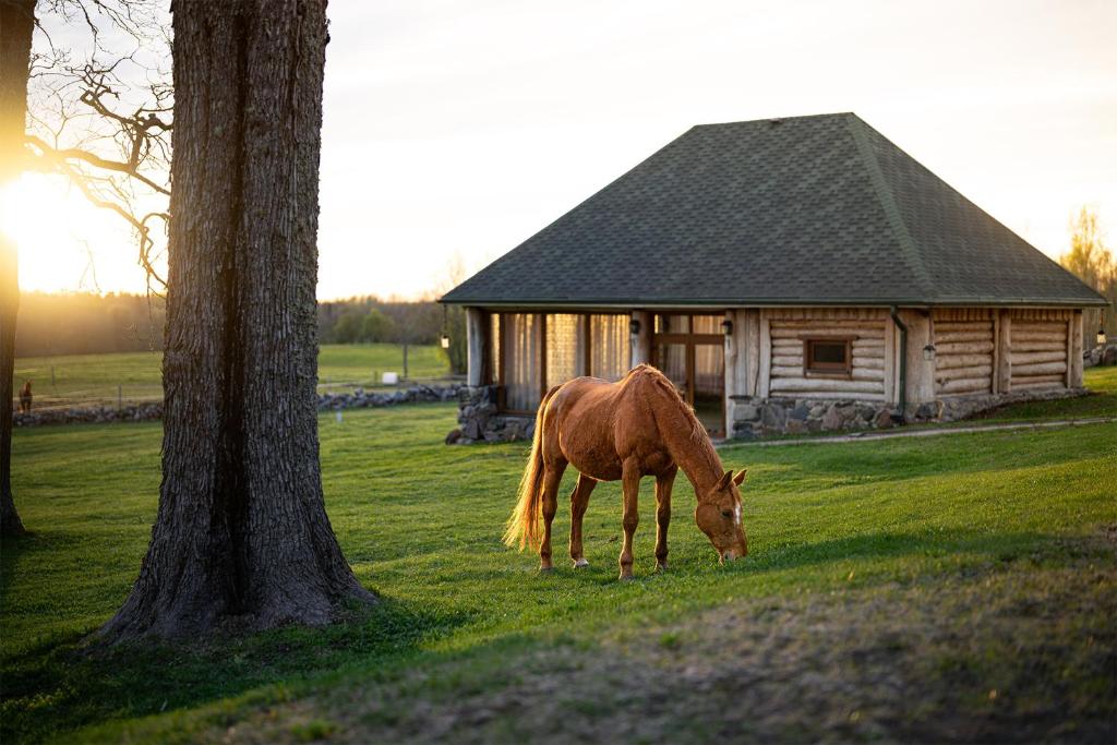 的住宿－Metsapiiga Puhkemaja，小屋前的草上放牧的马