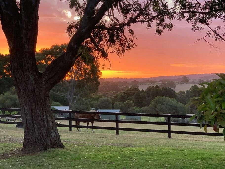 a horse walking in a field near a fence with a tree at Mount Bold Estate - Luxurious Private Retreat in Kangarilla