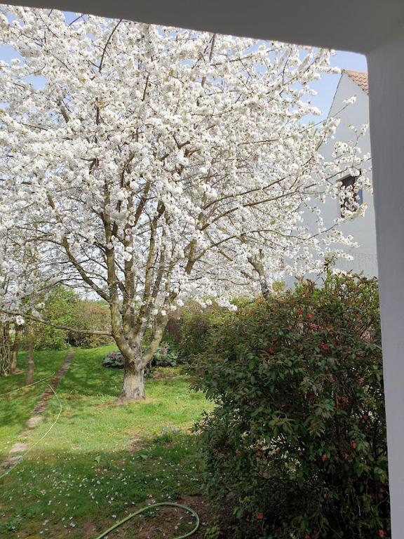 Zahrada ubytování Pension Weitblick
