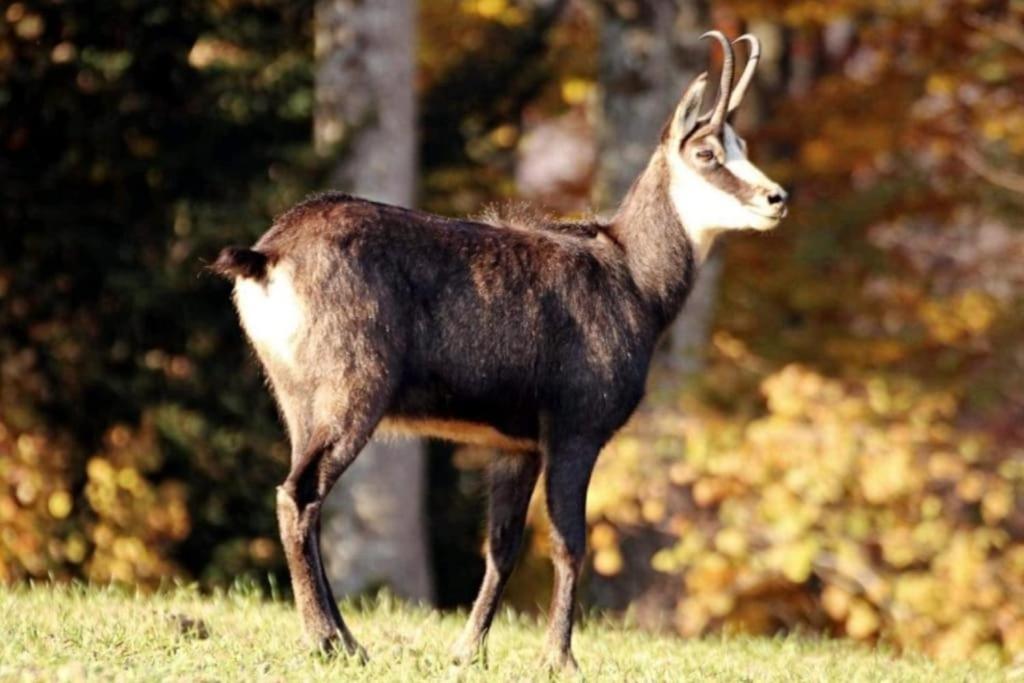 Zdjęcie z galerii obiektu Le chamois w mieście Bois-dʼAmont