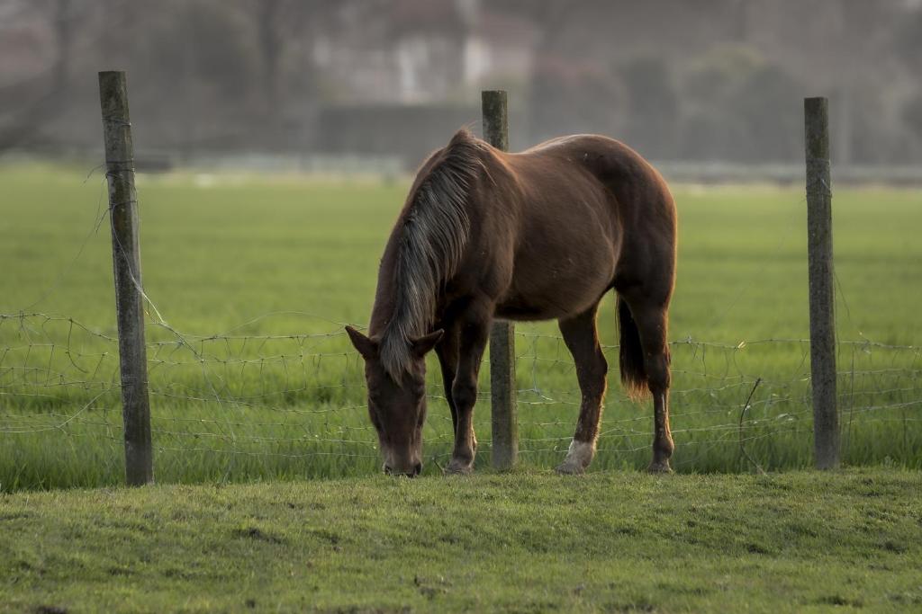 un cavallo che pascola in un prato accanto a una recinzione di Agriturismo Al Botteniga a Treviso