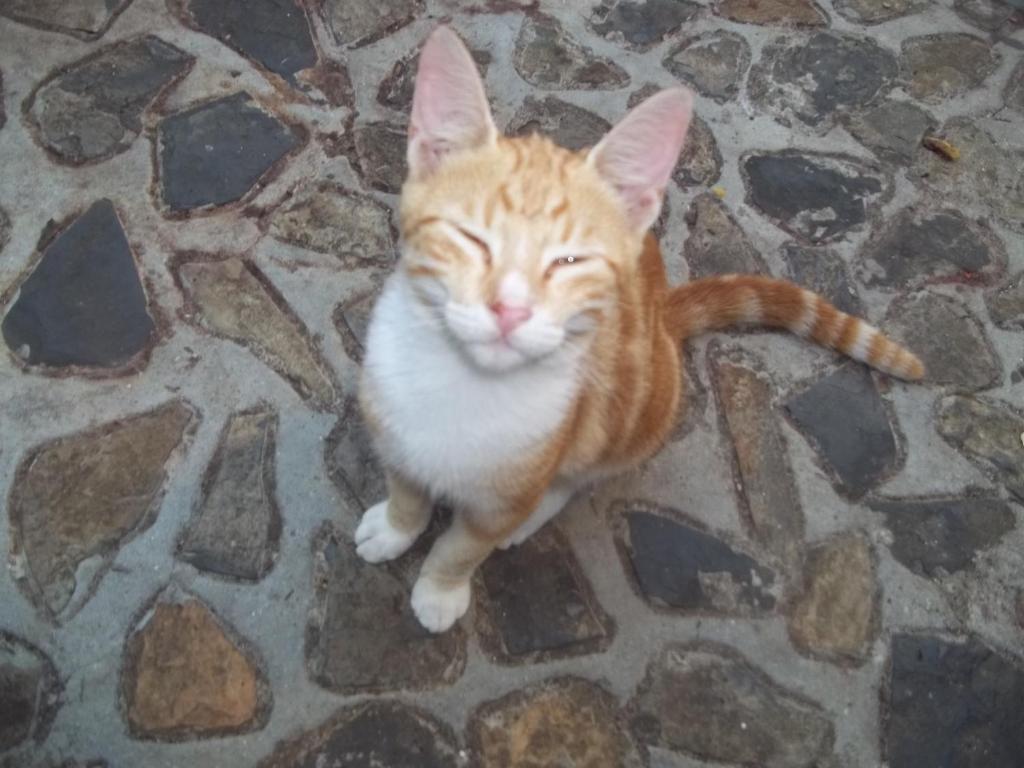 Ospiti di Hotel Benjamin con animali domestici