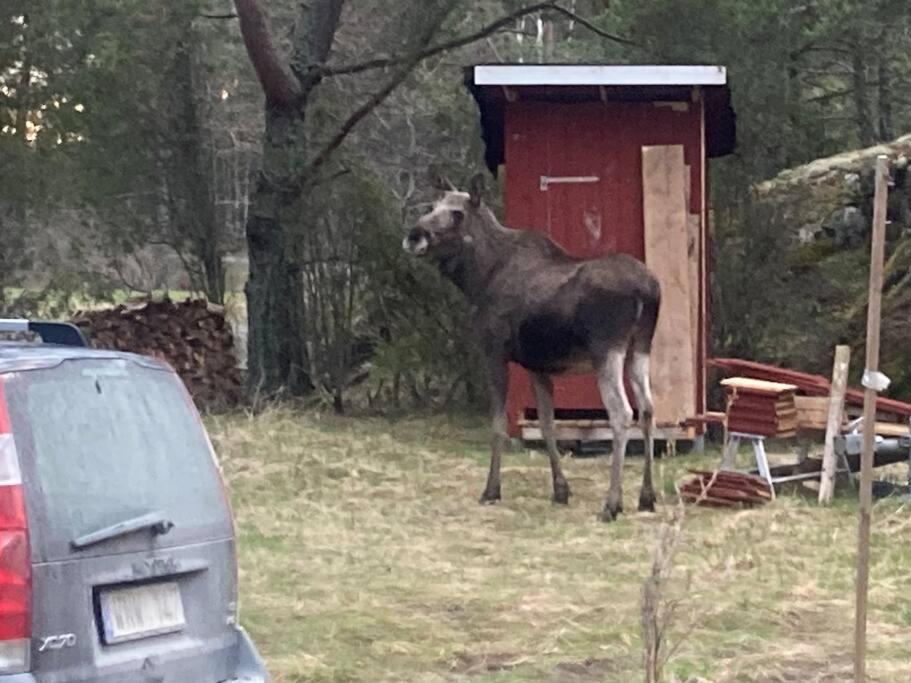Zvířata v prázdninového domu nebo okolí