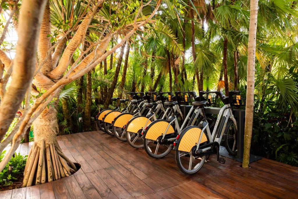 a row of bikes parked next to trees at The Standard Miami in Miami Beach