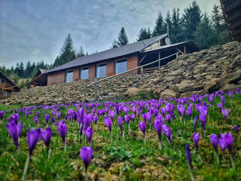 a field of purple flowers in front of a building at Cabana Dor de Apuseni in Cîmpeni