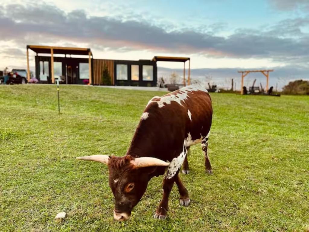 una vaca parda pastando en un campo de hierba en ‘Scenic Escapes’ Romantic Pine Grove Getaway!, en Pine Grove