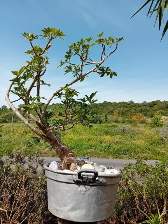 un bonsái en un cubo en un campo en Lory&B, en Capaccio-Paestum