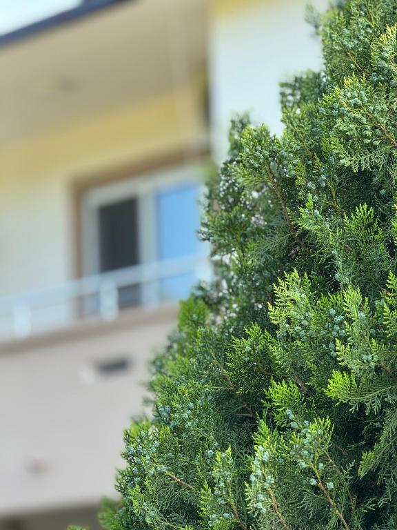 Zahrada ubytování Studio Apartments Domenik