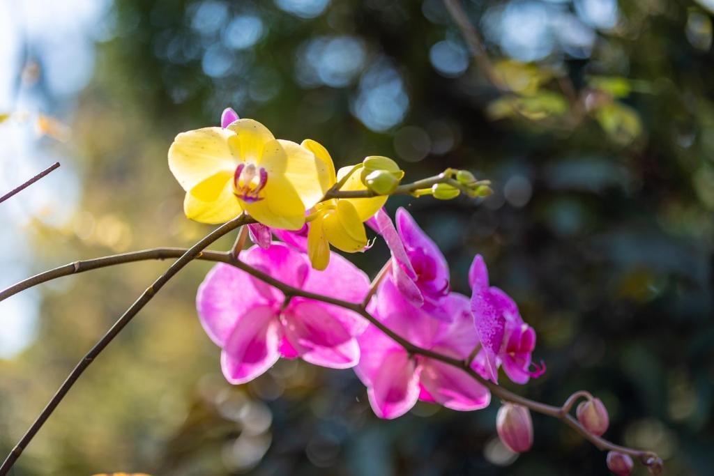 a group of pink and yellow flowers on a branch at Yishin Garden B&amp;B in Pinghe