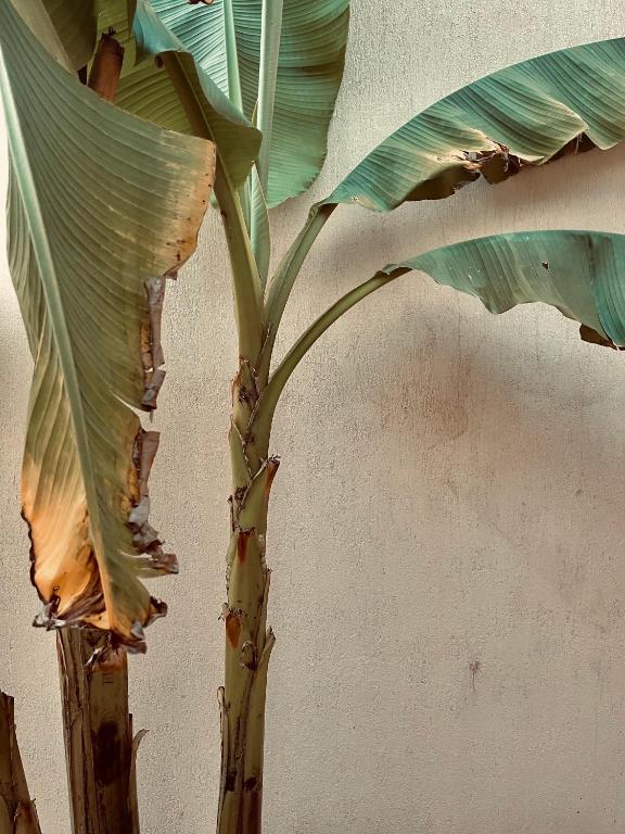 Fotografie z fotogalerie ubytování Toile Blanche v Saint-Paul-de-Vence