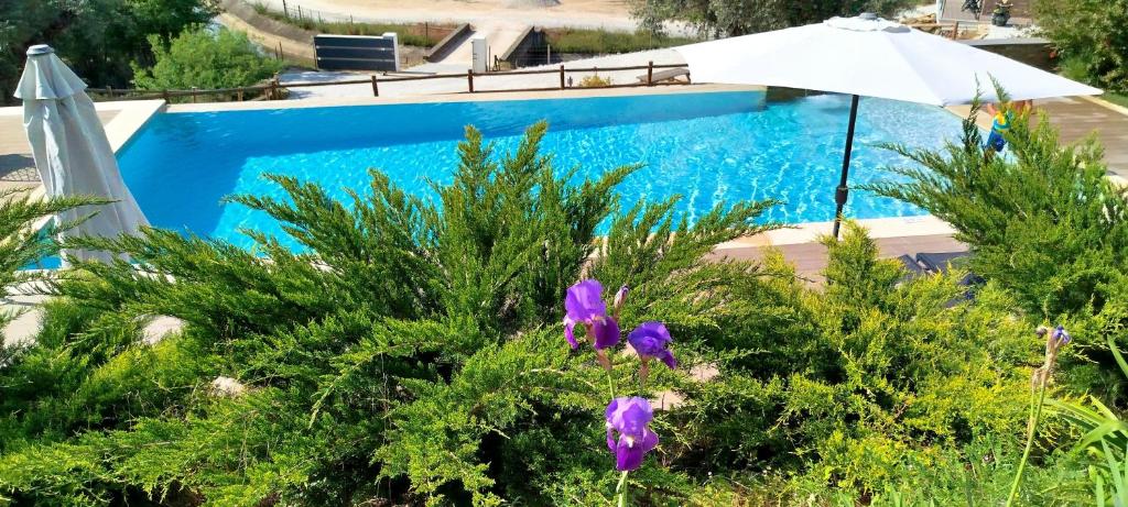 uma piscina azul com um guarda-sol e flores roxas em Villa Regadio na Covilhã