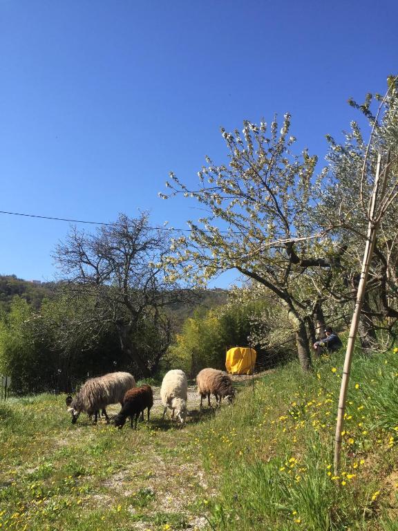 a group of sheep grazing on a grassy hill at Studio Cotta, Salara farmhouse in Koper