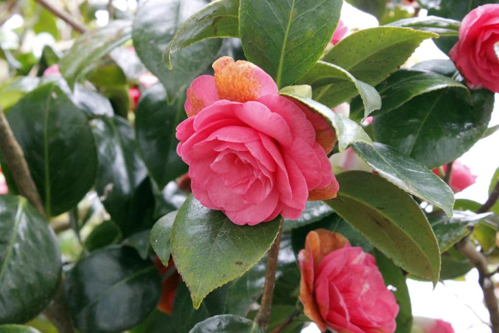 Colonial Motel - Resim 30