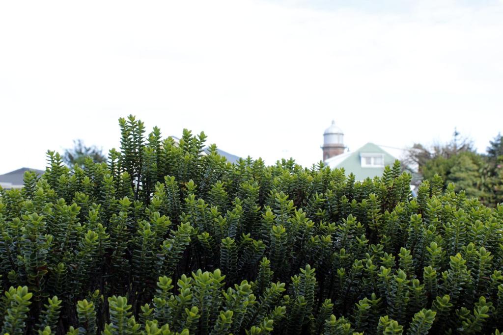 Colonial Motel - Resim 31