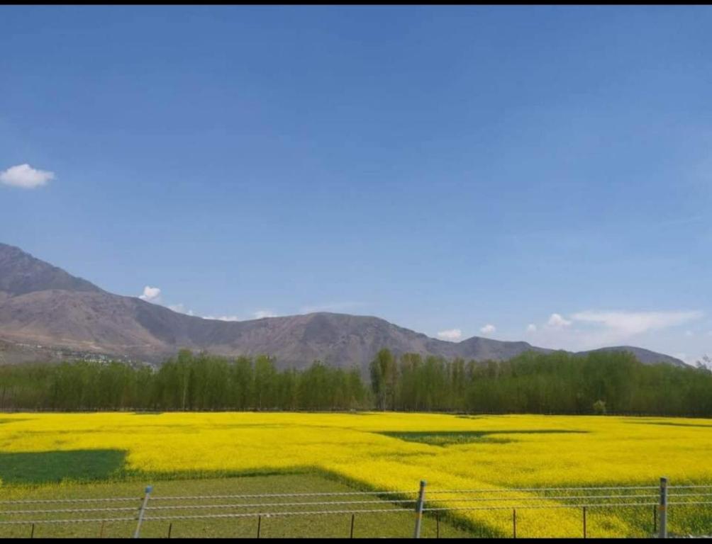 a yellow field with a fence and mountains in the background at ID VILLA in Tangmarg