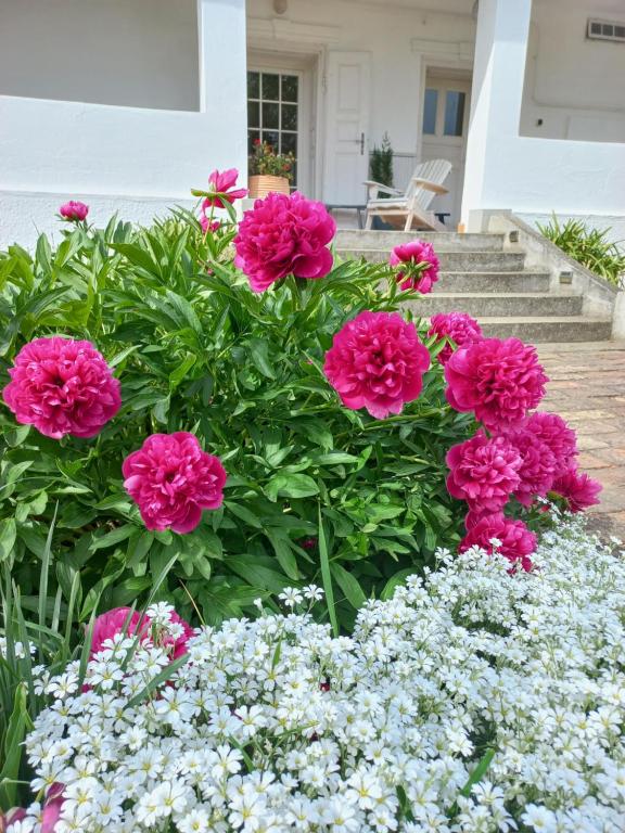un ramo de flores rosas en un jardín en Tornácos Vendégház, en Hajdúnánás