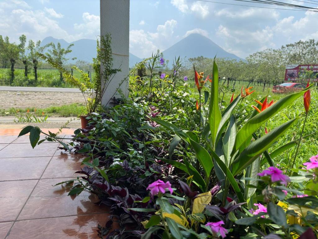 a garden of flowers with a mountain in the background at La Casa de Detours Costa Rica in Fortuna