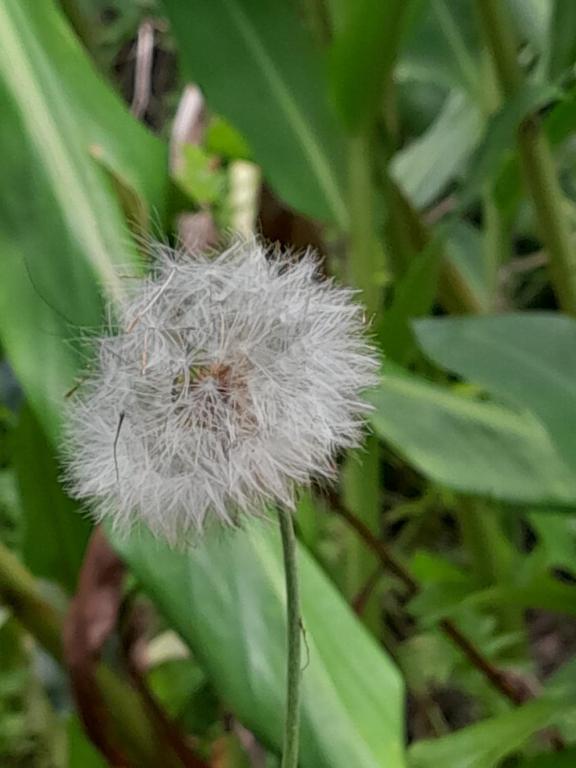 Fotografie z fotogalerie ubytování Chalé Floresta Toca da Serra v destinaci Iporanga