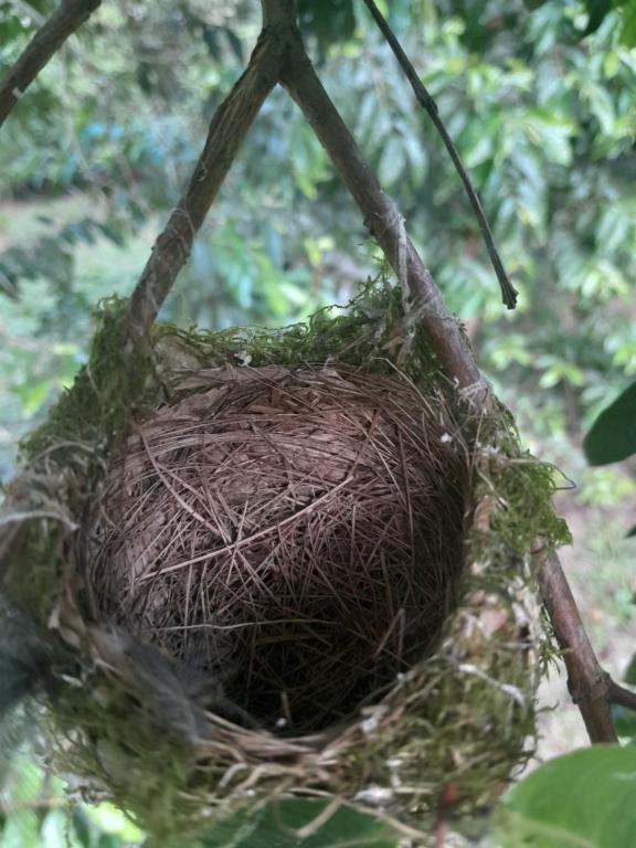 Fotografie z fotogalerie ubytování Chalé Floresta Toca da Serra v destinaci Iporanga
