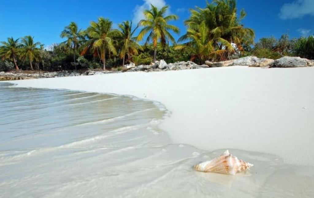 een schelp in het zand op een strand met palmbomen bij Caribe Grand Dream in Playa del Carmen