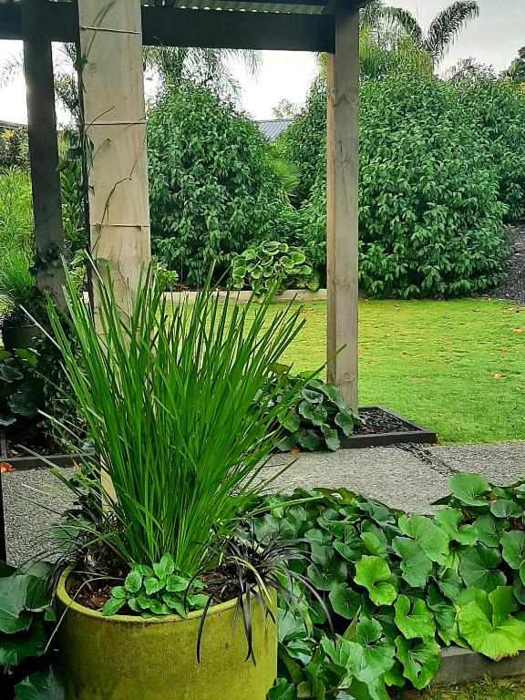 a plant in a pot in a garden at Tree View Studio in Tauranga