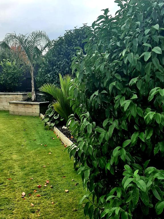 a row of green bushes in a yard at Tree View Studio in Tauranga
