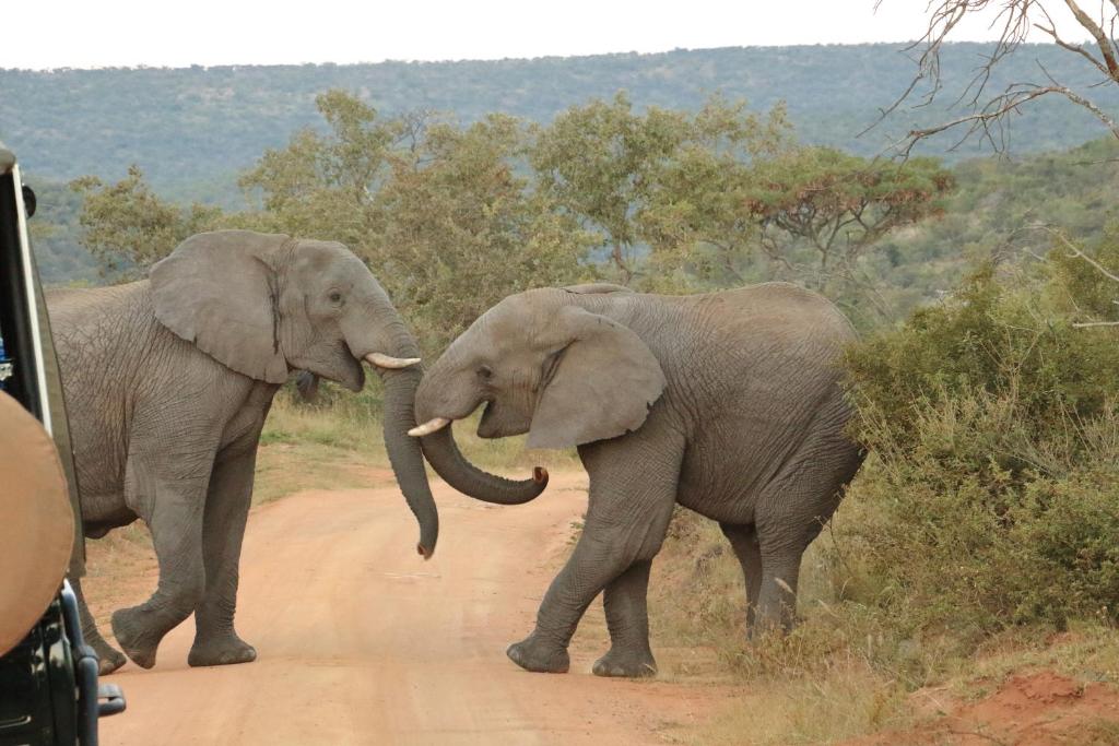 dos elefantes parados en un camino de tierra en Kgopolo Homestay, en Modimolle