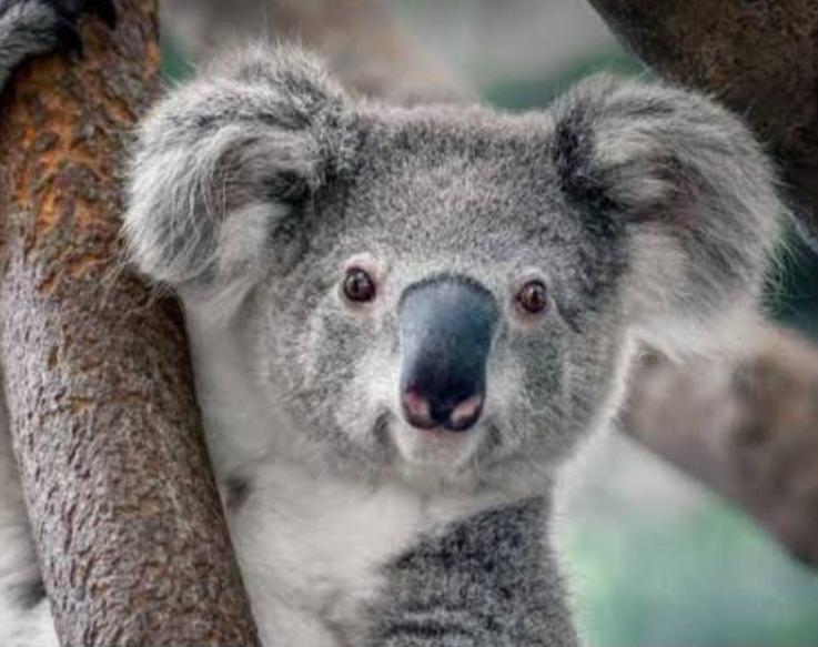 Altri animali domestici presso la stanza in casa privata o nei dintorni
