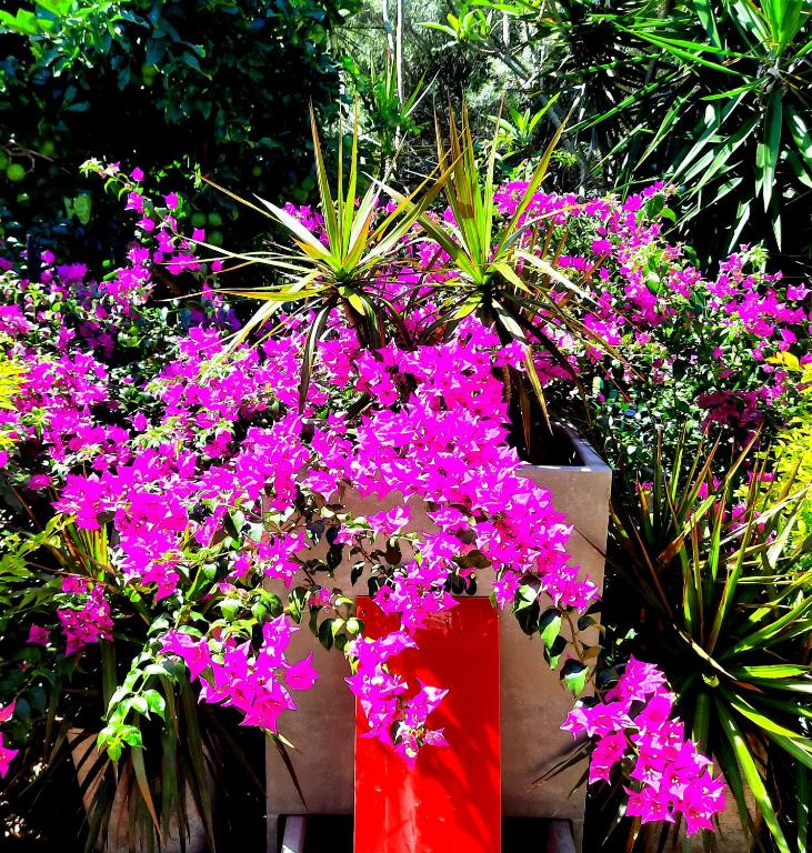 Giardino di ISLAND ROOM on Magnetic Island