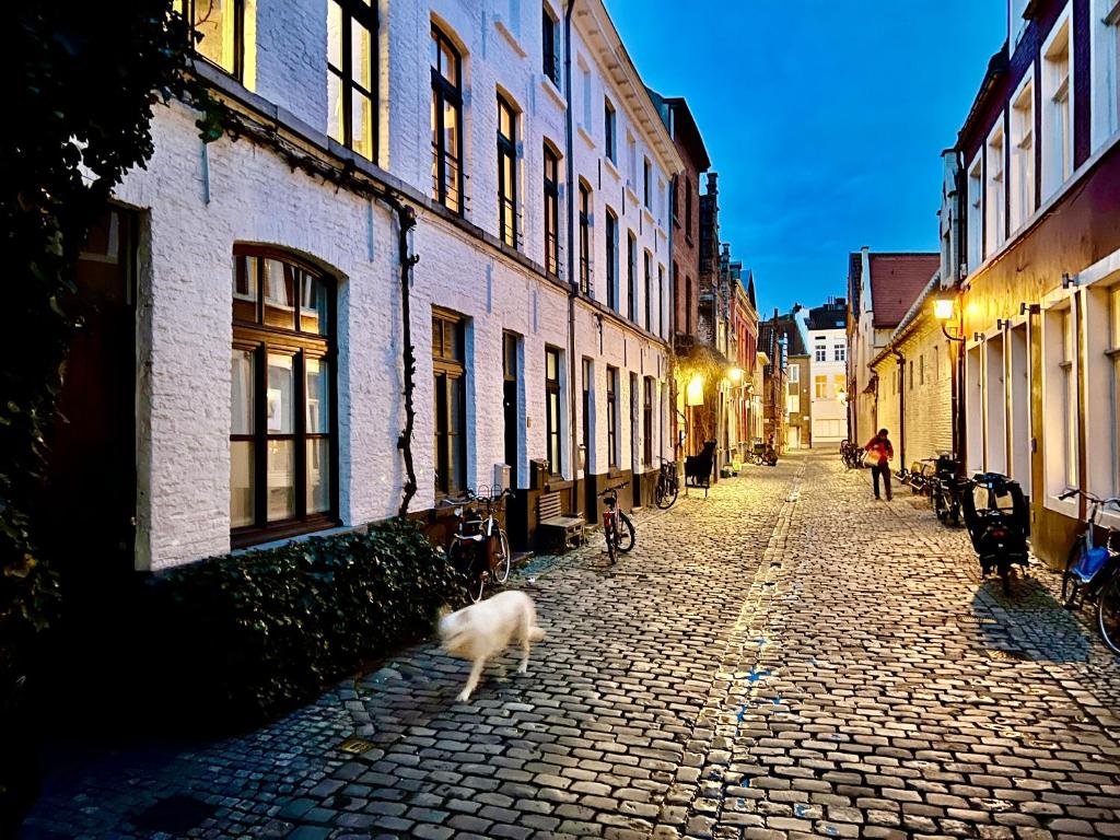 un chien marchant dans une rue pavée avec des bâtiments dans l'établissement Heaven AT 11, your Deluxe Studio with personal bathroom, kitchenette & terrace, à Gand