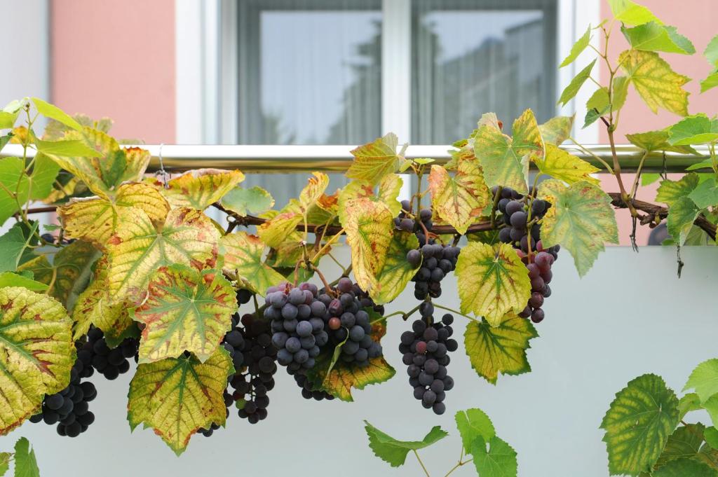 Hotel Derby Interlaken - self check-in - Resim 14