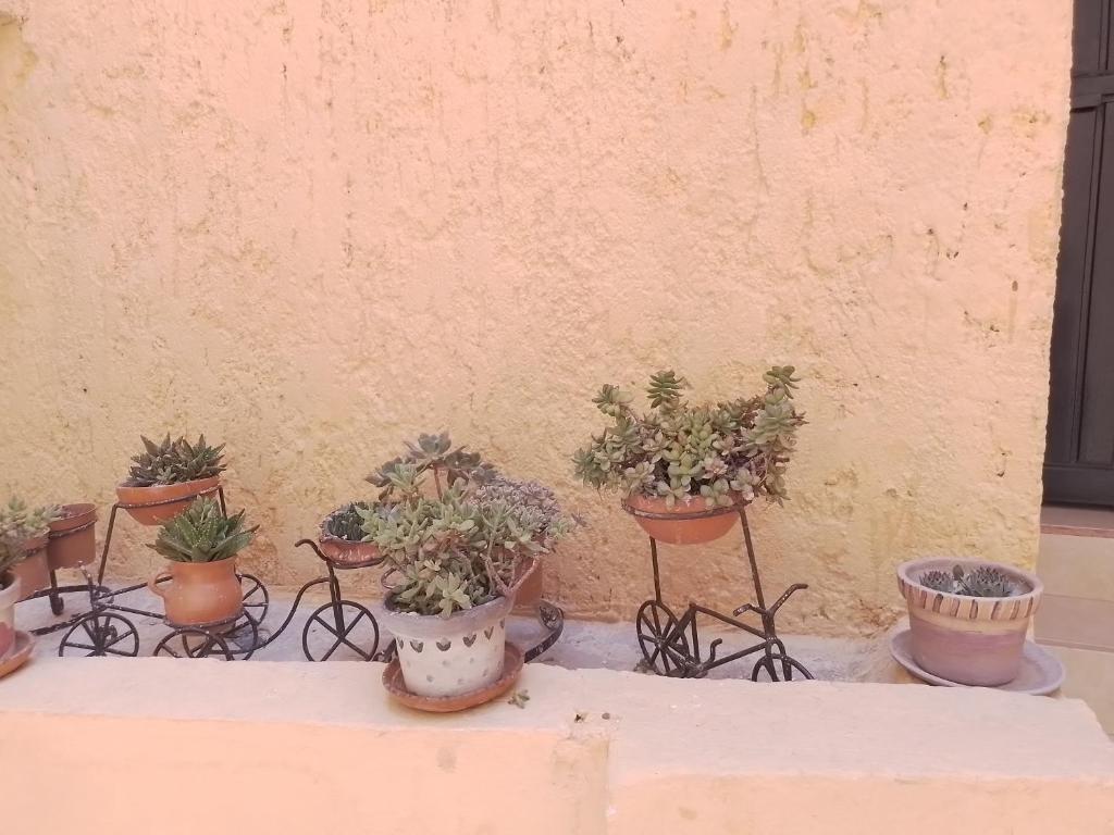 un gruppo di piante in vaso sedute su un tavolo di Departamento Bernal a Bernal