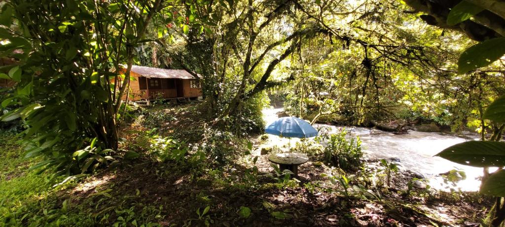 a tree with an umbrella in the middle of a river at Bosque Secreto - Private Cabin and Camping in Quito