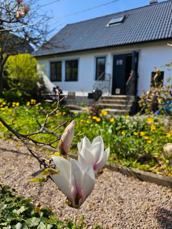 a white flower in front of a house at Fiskarvillan in Simrishamn