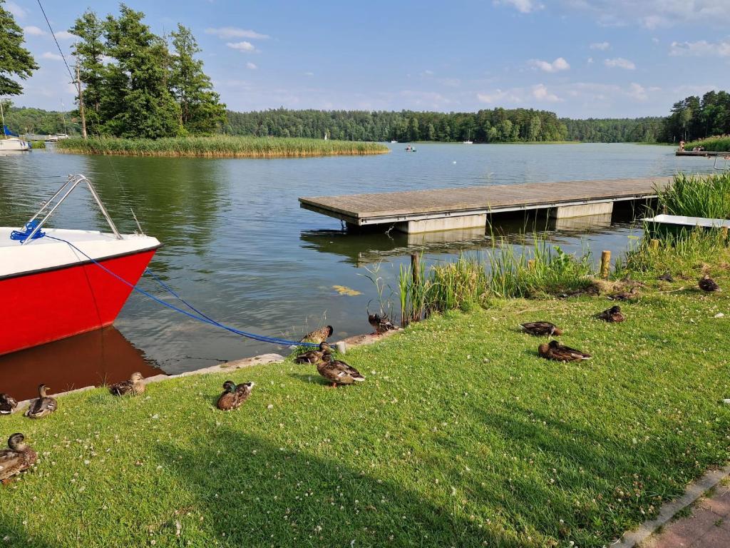 a group of ducks on the grass next to a boat at Mieszkanie wakacyjne in Ruciane-Nida